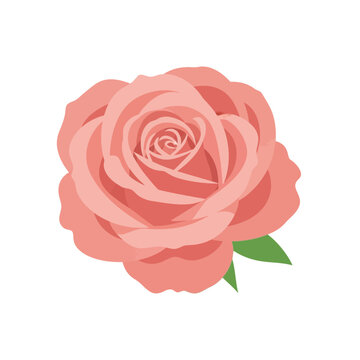 Single pink rose with green leaves and swirling petals