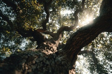 Low-angle view of a large tree, sun shining through its branches, creating dappled light
