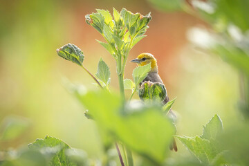 A wild Bullock's Oriole perched in a tree in a park in Colorado.