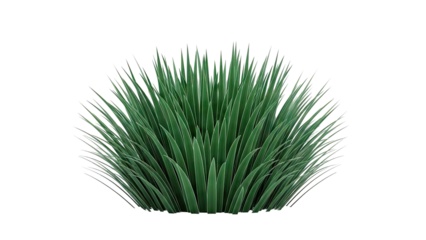 Green Yucca Plant Isolated on White Background