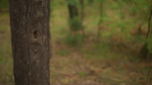 White backpacker exploring quiet woodland path, looking around at trunks and undergrowth, hooded sweatshirt and checkered jacket, steady pace and curious gaze, candid nature documentary vibe.