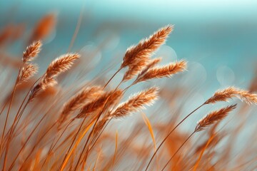 Close-up of golden wheat-like plants with a blurred turquoise ocean backdrop