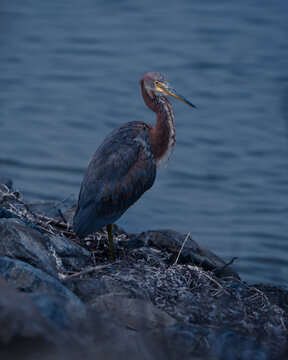 Tri-colored Heron