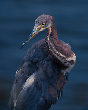 Tri-colored Heron