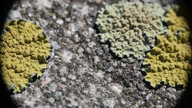 Close-up Macro View of Colorful Lichen Growing on Rock Surface.