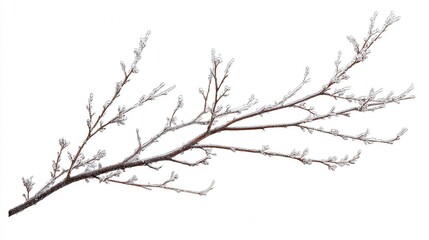 Fototapeta premium Frosty winter branch minimal isolated on white background