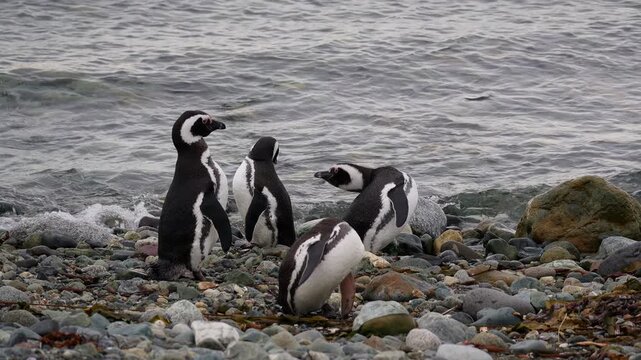 Punta Arenas, Chile : Footage of three penguins facing pacific ocean in Magdalena island near Puntas Arenas of Patagonia in Chile