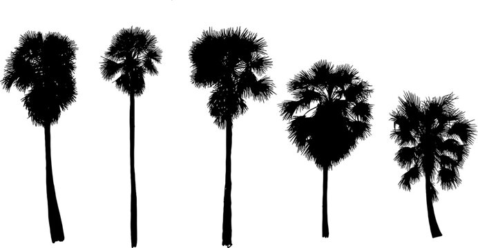 Collection of detailed sugar palm tree silhouettes (Borassus). Black tropical tree vector illustrations suitable for landscape design, architectural rendering, sunset scenes, and Asian countryside the