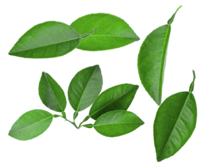 vibrant green citrus leaves on a transparent background, showcasing fresh foliage and organic shapes in a clean, isolated composition.