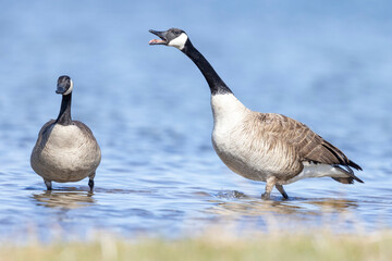 Wild Canada geese at a park in Colorado