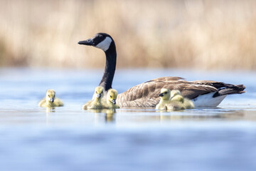 Wild Canada geese at a park in Colorado