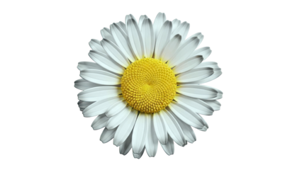 Close-up of a single daisy flower with white petals and yellow center