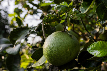 Pomelo Fruits Are Growing On The Pomelo Tree.