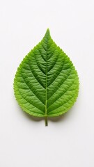 Obraz premium Close up of a vibrant green leaf against a clean white background