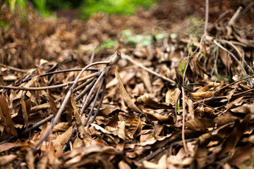 Trees and Leaves Wilted by Sudden Climate Change.