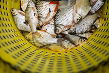 Fresh Barb Fish In Fisherman Basket.