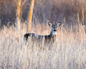 White-Tailed Deer (Odocoileus virginianus) Camouflaged in Tall Grass