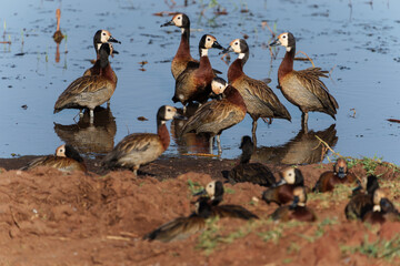 White-faced whistling ducks (Dendrocygna viduata) on wetland swamp in Tarangire National Park.