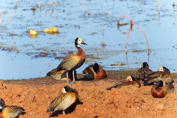 White-faced whistling ducks (Dendrocygna viduata) on wetland swamp in Tarangire National Park.