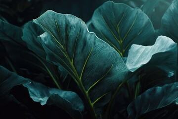 Obraz premium Close-up of large, textured leaves with prominent veins, in shades of teal and dark green