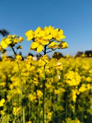Fototapeta premium Yellow flowers on blue sky 