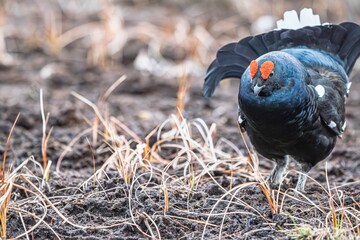 A captivating image of a Black Grouse in its natural habitat. Perfect for conservation projects,...