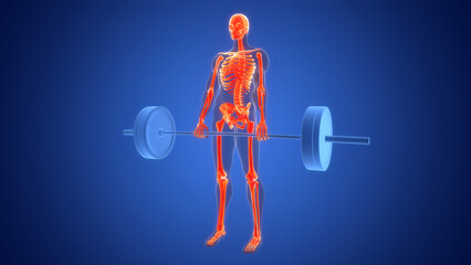 Human Lifting Heavy Barbell with Weights Anatomy