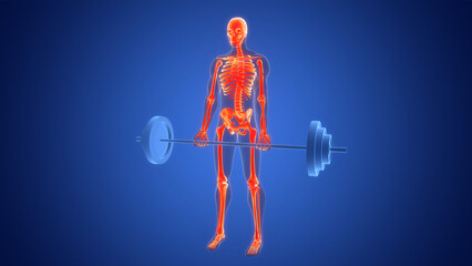 Human Lifting Heavy Barbell with Weights in Biceps Curls Exercise Anatomy