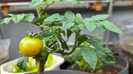 green tomatoes in a greenhouse