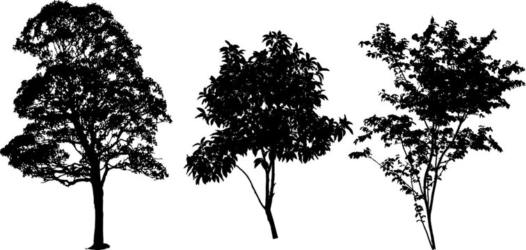 "Collection of three realistic tree silhouettes with detailed leaves and branches. High quality black vector trees isolated on white background. Perfect for architectural rendering, landscape design, 