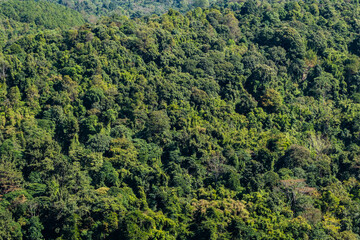 aerial view of dark green forest Abundant natural ecosystems of rainforest. Concept of nature forest preservation and reforestation.	