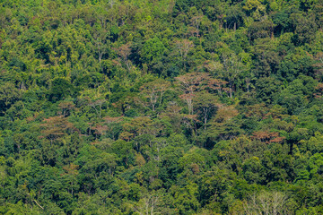 aerial view of dark green forest Abundant natural ecosystems of rainforest. Concept of nature forest preservation and reforestation.	