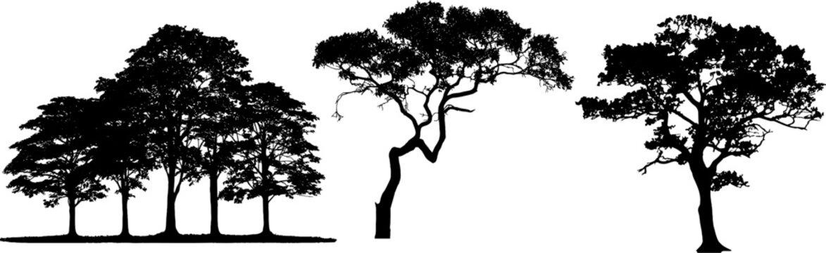 "Collection of three realistic tree silhouettes with detailed leaves and branches. High quality black vector trees isolated on white background. Perfect for architectural rendering, landscape design, 