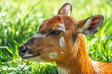 Fototapete bei efototapeten.de bestellen   