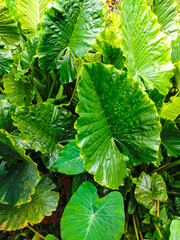 A bunch of fresh green, broad taro leaves in the garden, perfect for a tropical natural backdrop.