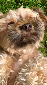 Small dog yorkie poo laying on back in grass on a sunny day