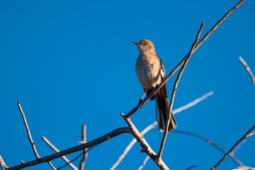 Pair of small passerine birds perched gracefully on slender twigs, their brown plumage with subtle...