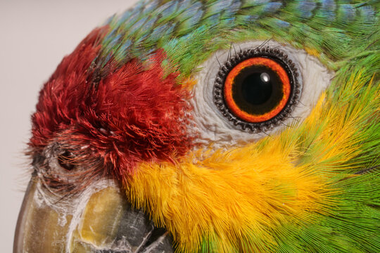 loro verde mejillas amarillas chapaneco