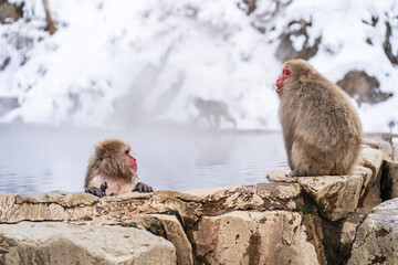 Snow monkeys at Jigokudani hotspring in nagano, Japan