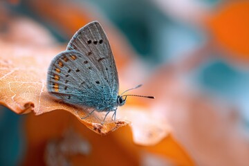 Fototapeta premium Macro shot of a small, delicate butterfly perched on a textured, autumnal leaf