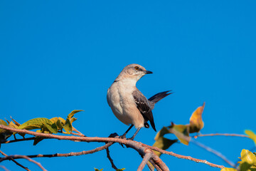 Pair of small passerine birds perched gracefully on slender twigs, their brown plumage with subtle...