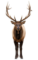 Naklejka premium Large bull elk with antlers standing facing forward front view isolated on a transparent background
