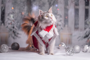 Maine Coon Navidad