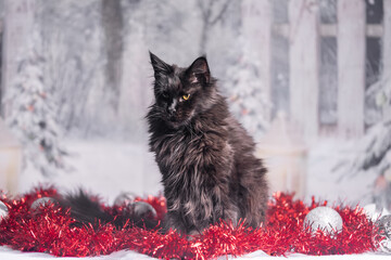 Maine Coon Navidad