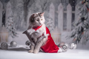 Maine Coon Navidad