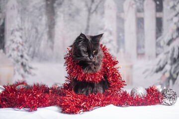 Maine Coon Navidad
