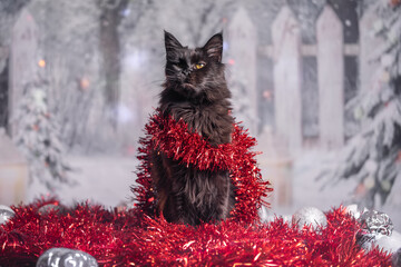 Maine Coon Navidad