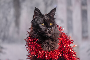 Maine Coon Navidad