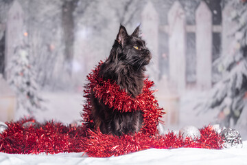 Maine Coon Navidad