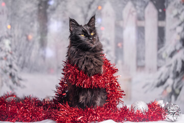 Maine Coon Navidad